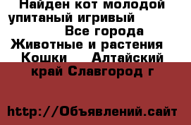 Найден кот,молодой упитаный игривый 12.03.2017 - Все города Животные и растения » Кошки   . Алтайский край,Славгород г.